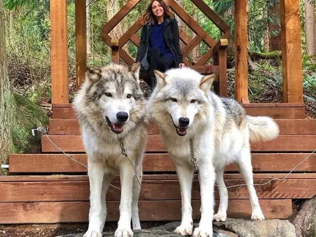 Two wolves on wooden steps
