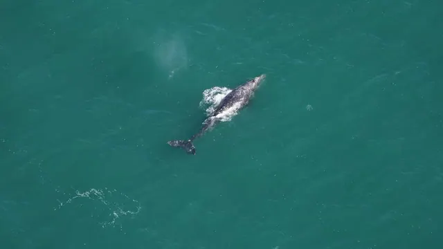 Aerial view of the gray whale documented near Nantucket in March 2024