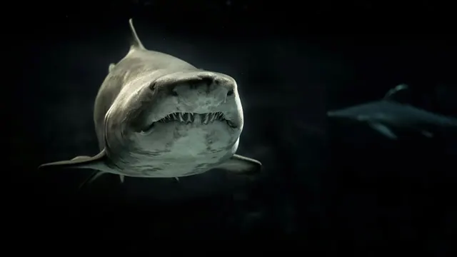 A modern shark facing the camera underwater