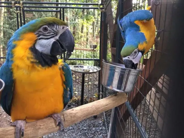 Two blue-and-yellow macaws on a perch