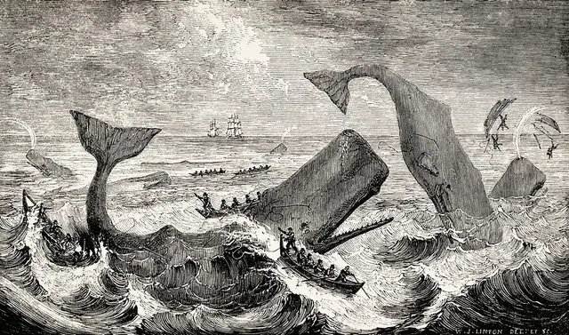 Historical illustration of sperm whales and whaling boats