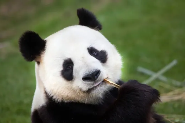 A giant panda resting outdoors in an illustrative photograph