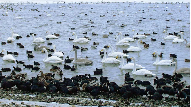 Waterbirds on water and a shoreline in an archive photograph