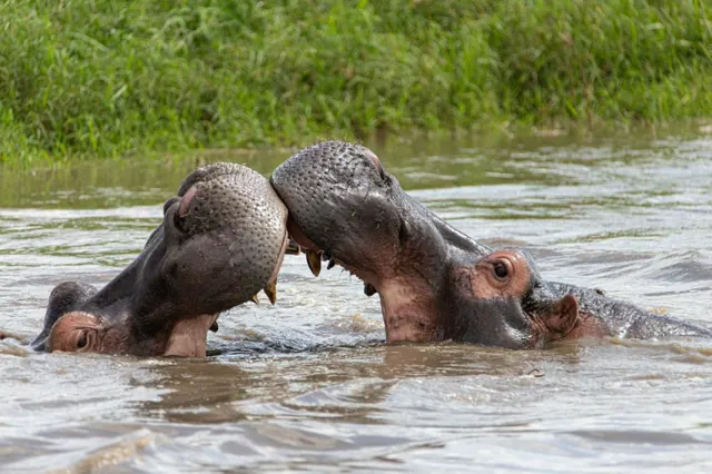 Two hippopotamuses raising their heads above water