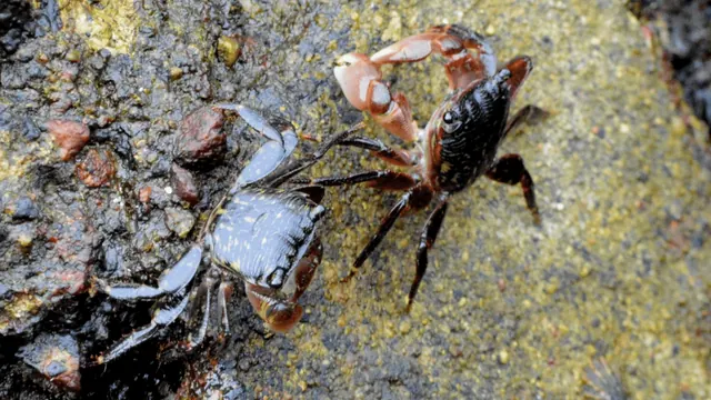 Two striped shore crabs eating on a rock at Redondo Beach.