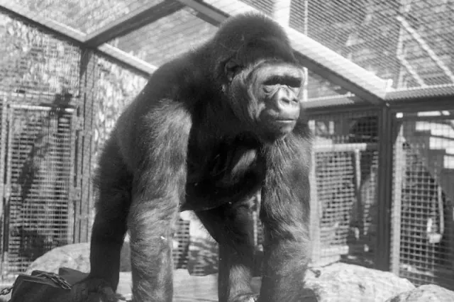Gorilla standing in an enclosure