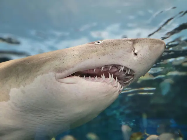 A modern shark showing pointed teeth, unlike Ptychodus crushing teeth