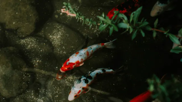 Ornamental koi swimming in a pond, not the native salmon or trout discussed in the article