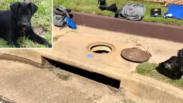 Illustration for “Community Unites to Rescue a Deaf Dog Trapped in a Sewer”