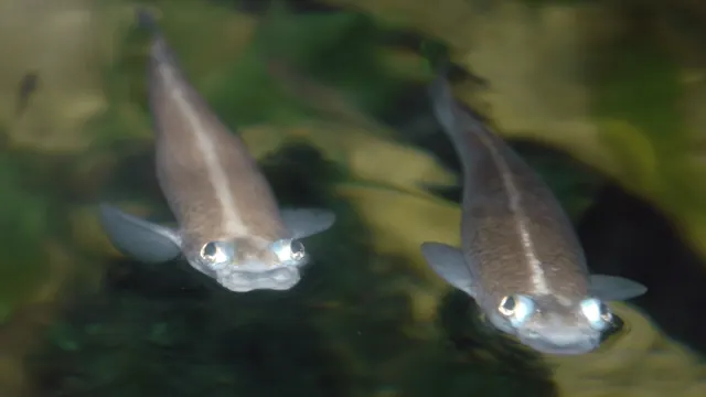 Two four-eyed fish in an illustrative freshwater photograph