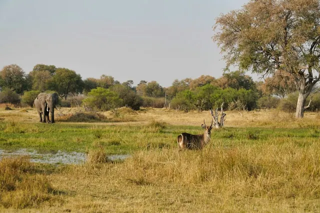 Wildlife in an Okavango landscape, an illustrative photograph