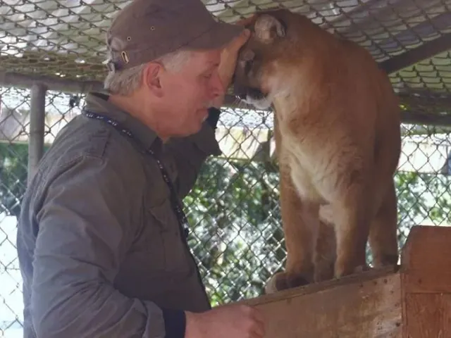 Keeper beside a cougar behind fencing