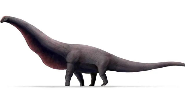 An illustrative reconstruction of a long-necked sauropod