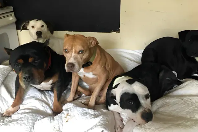 Several dogs gathered on a bed
