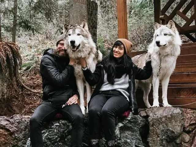 Visitors seated beside two wolves in a wooded enclosure