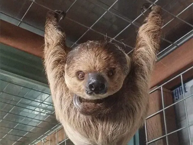 Close view of a sloth