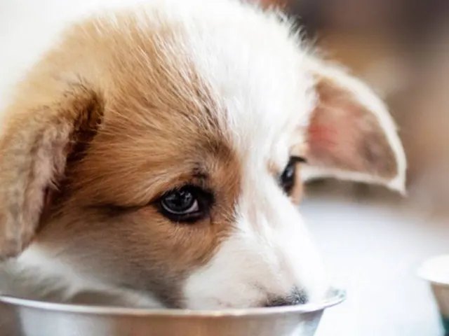 A small brown-and-white dog eating from a metal bowl.