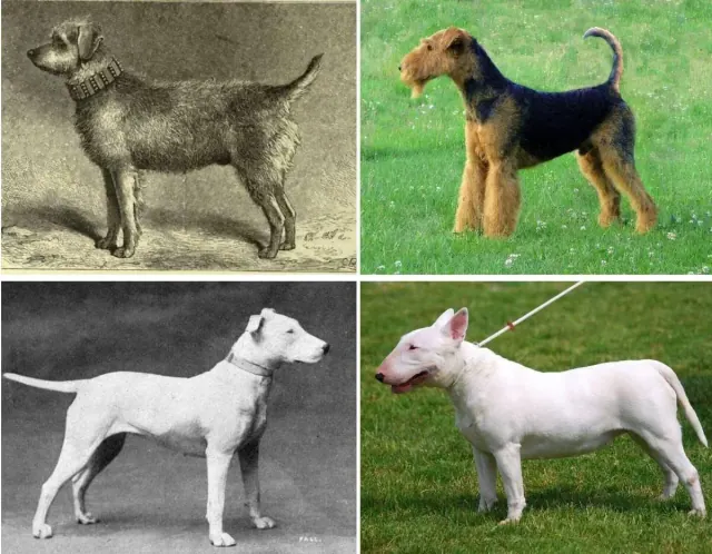 Illustration for “Then And Now: How Dog Breeds' Appearances Have Evolved Over The Past Century”