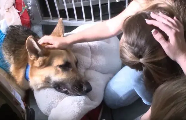 Illustration for “This Brave Dog Risks His Own Life to Save a 7-Year-Old Girl”