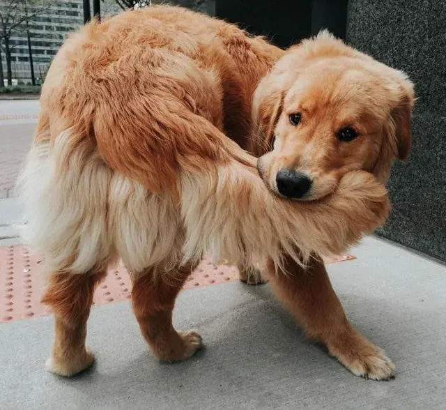 Illustration for “Understanding Why Dogs Behave A Certain Way”