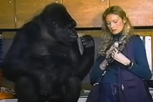 Patterson standing beside Koko indoors