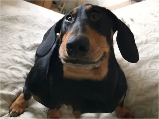 Illustration for “30 Hilarious Pet Photo Fails That Owners Shared Online”