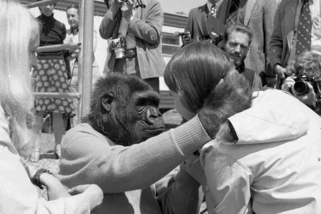 Young gorilla among visitors