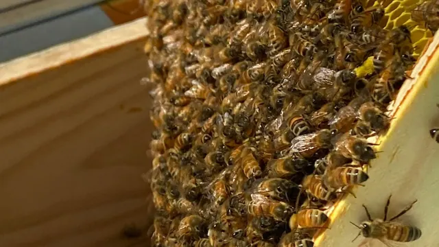 Honey bees gathered on a comb