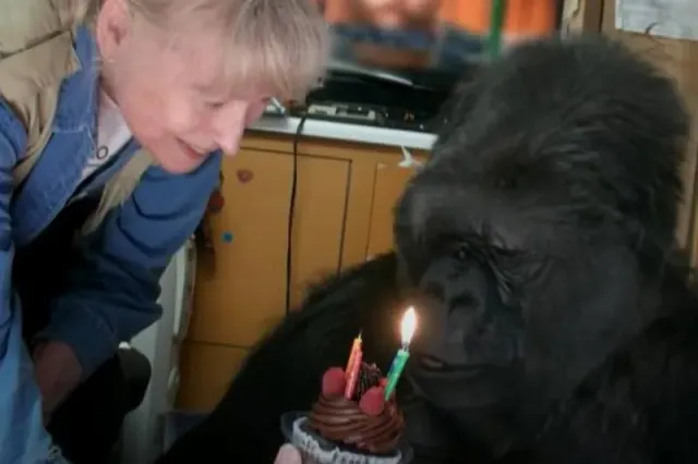 Koko beside a small birthday cake