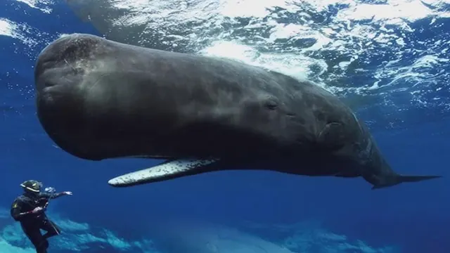 A sperm whale near the surface with a diver nearby