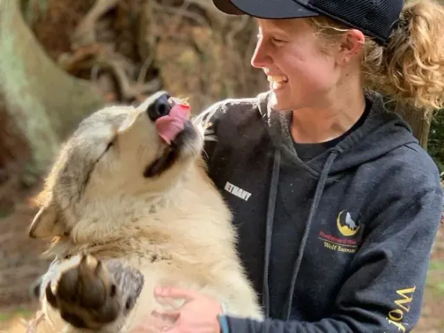 Wolf reaching toward a seated visitor