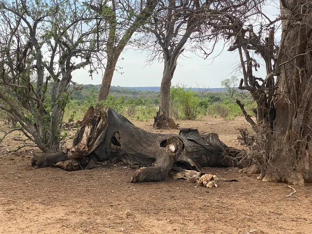 An elephant carcass beneath trees, an archive image not identified as a 2020 study case