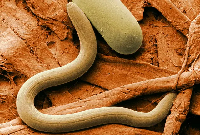 Illustrative close-up of a roundworm