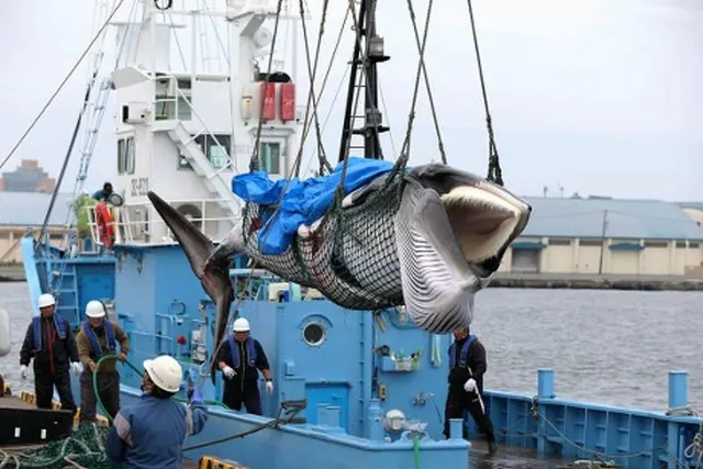 Archival image of a whale alongside a vessel, not a recent event from the studies