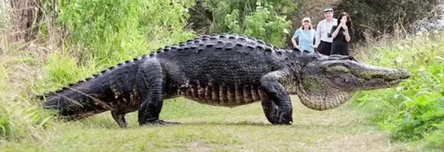 Illustration for “Florida Coast Guard Captain Battles and Catches 920-Pound Gator, Nearly Breaking State Record”