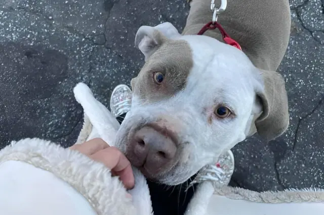 Close view of a gray-and-white dog