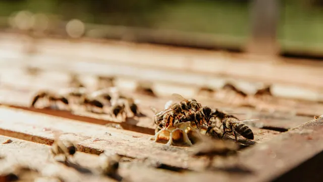 Honey bees near a hive entrance