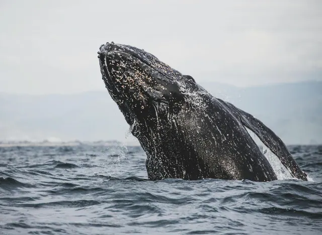 A breaching whale in an illustrative photograph, not the Nantucket sighting