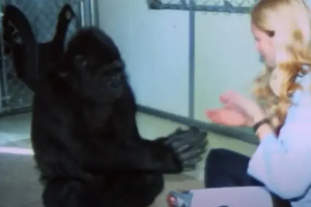 Koko interacting with a caregiver indoors