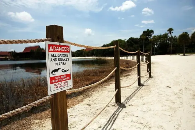 Illustration for “Gator Hunting Considered an Important Public Service in Southern States”