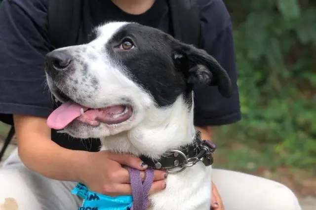 Person holding a black-and-white dog
