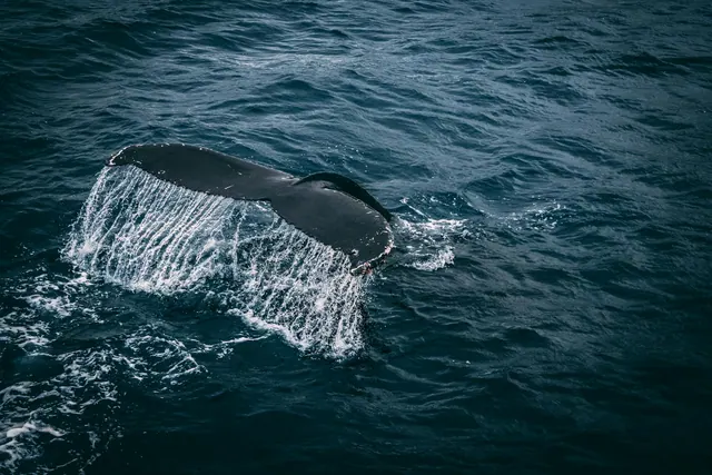 A whale’s tail above the sea, an illustrative photograph