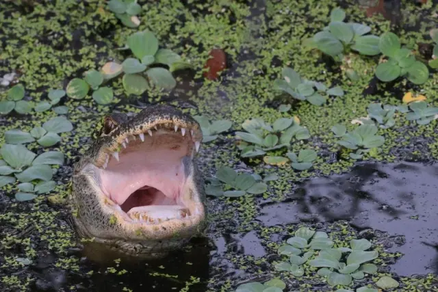 Illustration for “Why Are Alligators Getting So Big?”