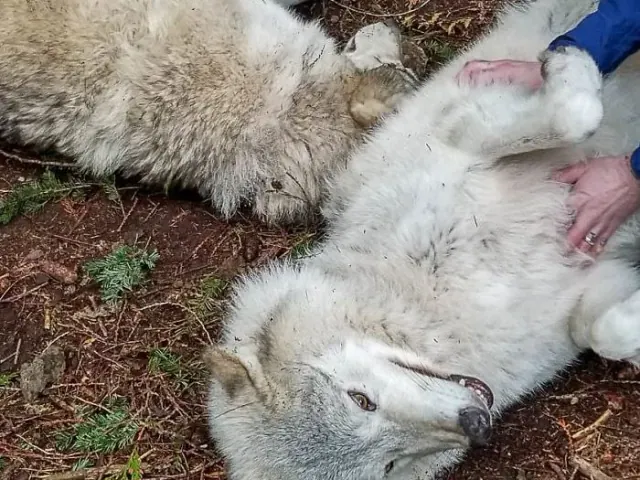 Two wolves lying beside each other