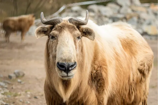 A takin standing outdoors in an illustrative comparison photograph
