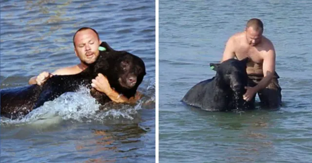 Illustration for “A Heroic Florida Citizen Captures Hearts by Rescuing a Drowning 400-Pound Black Bear”