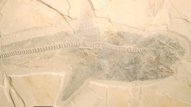 Articulated Ptychodus fossil with its body outline preserved