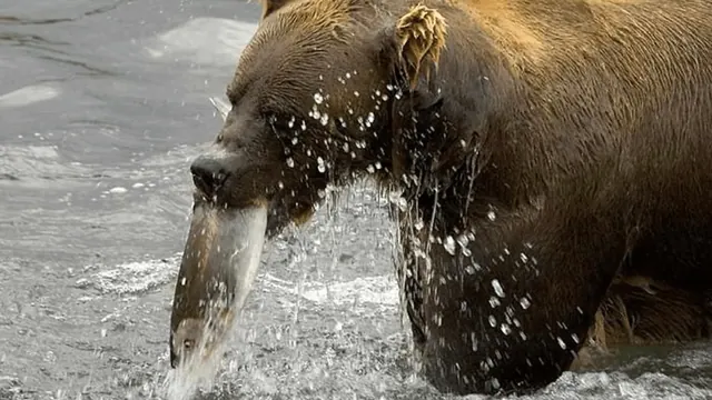 A brown bear catching a fish in an archive river photograph
