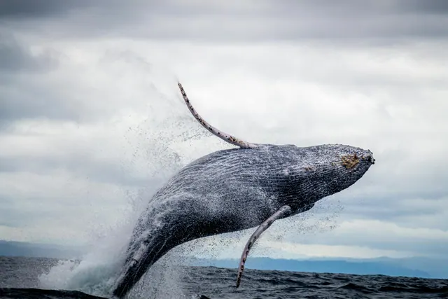 A breaching whale in an illustrative photograph, not the Nantucket sighting