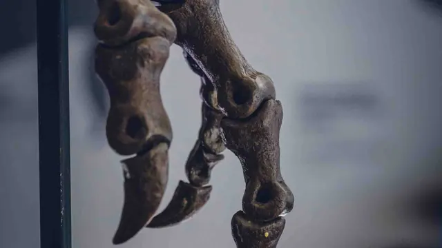Dinosaur claws displayed in an illustrative museum photograph